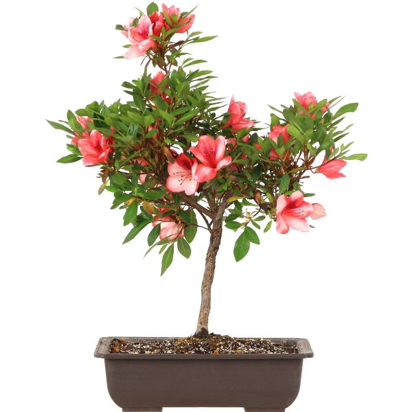 Satsuki Azalee Nanso No Haru, Bonsai, 15 Jahre, 45cm 1 Satsuki Azalee Nanso No Haru, Bonsai, 15 Jahre, 45cm