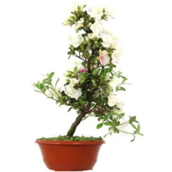 Satsuki Azalee, Bonsai, 15 Jahre, 49cm