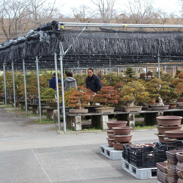 Satsuki Azalee Hakurei, Bonsai, 16 Jahre, 70cm 2 Satsuki Azalee Hakurei, Bonsai, 16 Jahre, 70cm – Bild 2