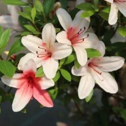 Satsuki Azalee Hi No Maru, Bonsai, 18 Jahre, 28cm -Urban Earth Geschaft orhoind181 013