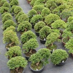 Satsuki Azalee Hi No Maru, Bonsai, 18 Jahre, 28cm -Urban Earth Geschaft orhoind181 014