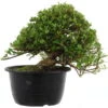 Satsuki Azalee Hi No Maru, Bonsai, 18 Jahre, 31cm