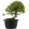 Satsuki Azalee Sachin, Bonsai, 18 Jahre, 33cm