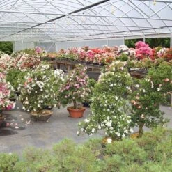 Satsuki Azalee Sachin, Bonsai, 18 Jahre, 33cm -Urban Earth Geschaft orhoind181 174