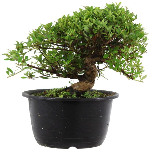 Satsuki Azalee Hi No Maru, Bonsai, 18 Jahre, 27cm 1 Satsuki Azalee Hi No Maru, Bonsai, 18 Jahre, 27cm
