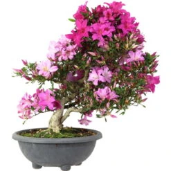 Satsuki Azalee Shisen, Bonsai, 20 Jahre, 62cm