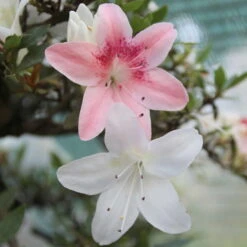 Satsuki Azalee Koki, Bonsai, 35 Jahre, 139cm -Urban Earth Geschaft orhoind352 083