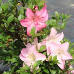 Satsuki Azalee Shinsei, Bonsai, 35 Jahre, 123cm -Urban Earth Geschaft orhoind352 113