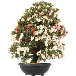 Satsuki Azalee, Bonsai, 35 Jahre, 128cm