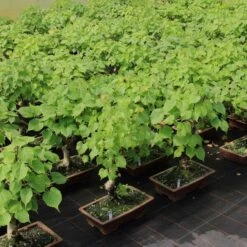 Winterlinde, Bonsai, 18 Jahre, 67cm -Urban Earth Geschaft otilcor181 023