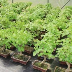 Urban Earth Geschaft -Urban Earth Geschaft otilcor181 182