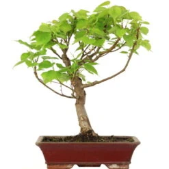 Winterlinde, Bonsai, 18 Jahre, 56cm
