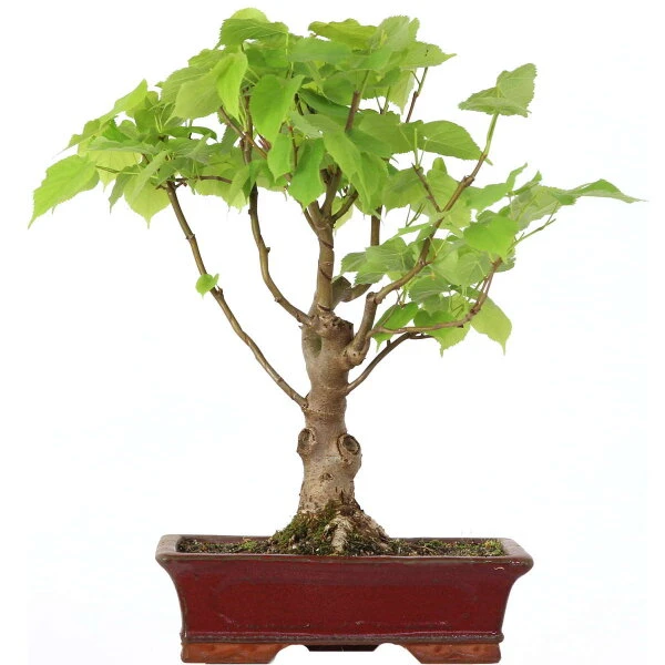 Winterlinde, Bonsai, 18 Jahre, 49cm 1 Winterlinde, Bonsai, 18 Jahre, 49cm
