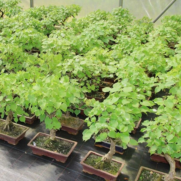 Winterlinde, Bonsai, 18 Jahre, 49cm 2 Winterlinde, Bonsai, 18 Jahre, 49cm – Bild 2