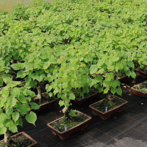 Winterlinde, Bonsai, 18 Jahre, 49cm 3 Winterlinde, Bonsai, 18 Jahre, 49cm – Bild 3