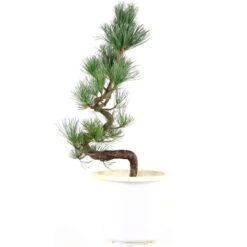 Japanische Mädchenkiefer, Prebonsai, 10 Jahre, 56cm