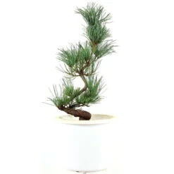 Japanische Mädchenkiefer, Prebonsai, 10 Jahre, 50cm