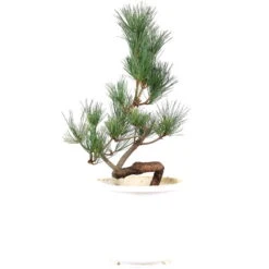 Japanische Mädchenkiefer, Prebonsai, 10 Jahre, 52cm