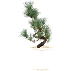 Japanische Mädchenkiefer, Prebonsai, 10 Jahre, 49cm