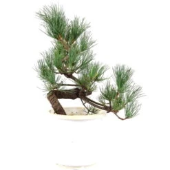 Japanische Mädchenkiefer, Prebonsai, 10 Jahre, 47cm