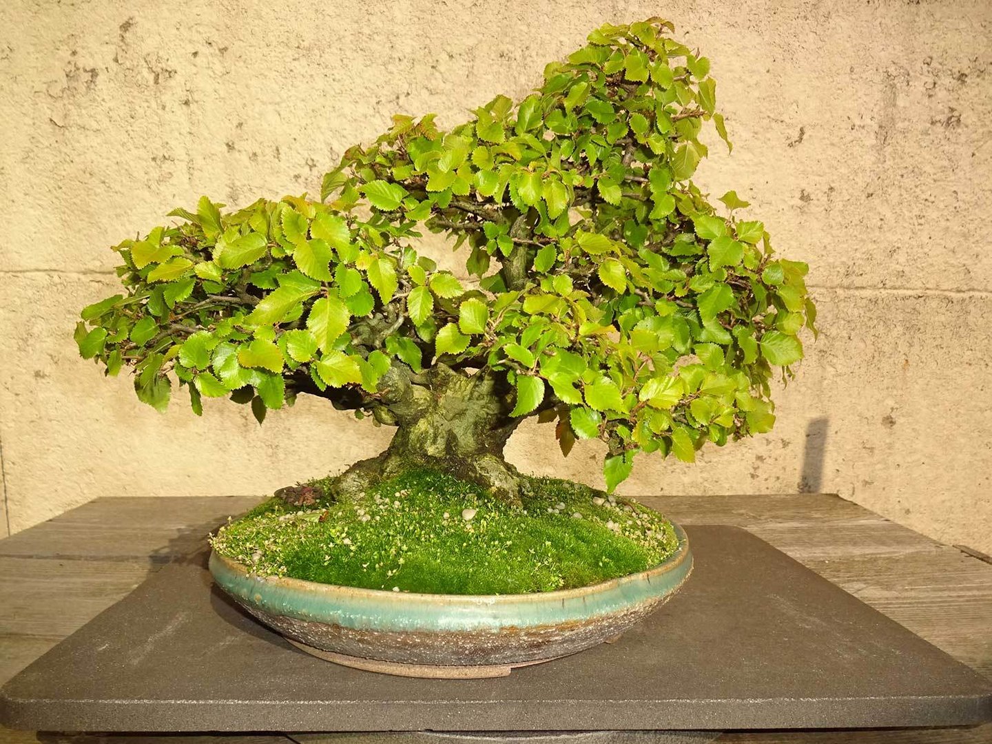 Urban Earth Geschaft -Urban Earth Geschaft 20036.9