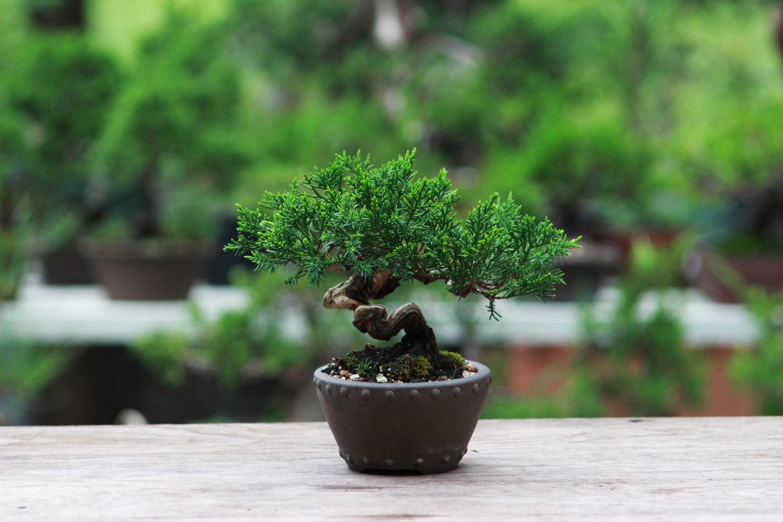 Urban Earth Geschaft -Urban Earth Geschaft japanischer bonsai